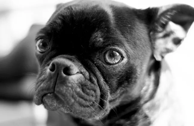 Bugg Dog